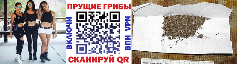 Псилоцибиновые грибы прущие грибы  Купить  Жердевка 